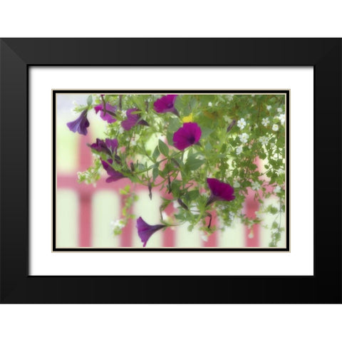 WA, Flowers hang from basket by a picket fence Black Modern Wood Framed Art Print with Double Matting by Paulson, Don