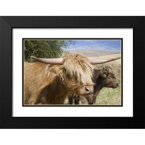WA, Palouse Scottish highland cattle and calf Black Modern Wood Framed Art Print with Double Matting by Paulson, Don