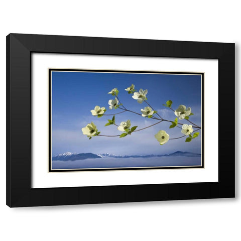 WA, Hood Canal Pacific dogwood blossoms Black Modern Wood Framed Art Print with Double Matting by Paulson, Don