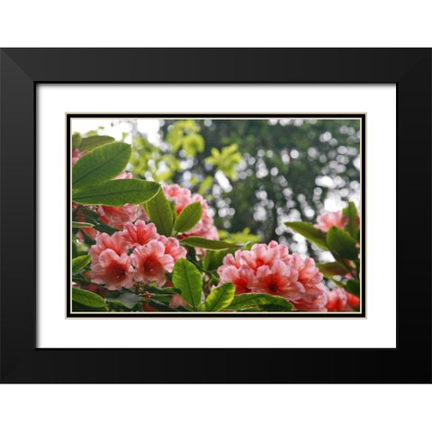 Washington, Seabeck Rhododendrons in a garden Black Modern Wood Framed Art Print with Double Matting by Paulson, Don
