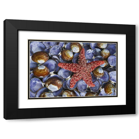WA, Hood Canal, Seabeck Starfish and clam shells Black Modern Wood Framed Art Print with Double Matting by Paulson, Don