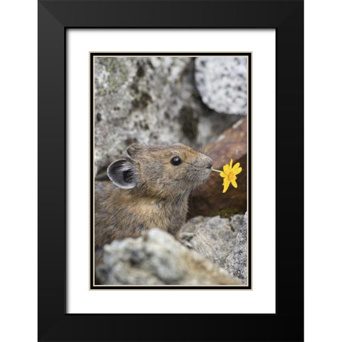 WA, Cascade Pass Pika with flower in mouth Black Modern Wood Framed Art Print with Double Matting by Paulson, Don