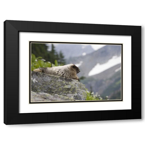 WA, Cascade Pass Marmot sitting on rock  Black Modern Wood Framed Art Print with Double Matting by Paulson, Don