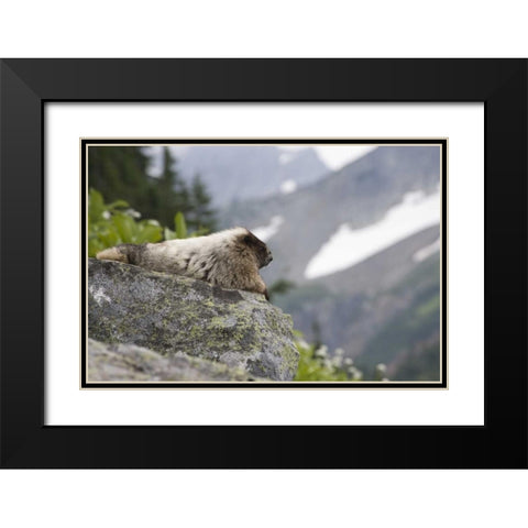 WA, Cascade Pass Marmot sitting on rock  Black Modern Wood Framed Art Print with Double Matting by Paulson, Don
