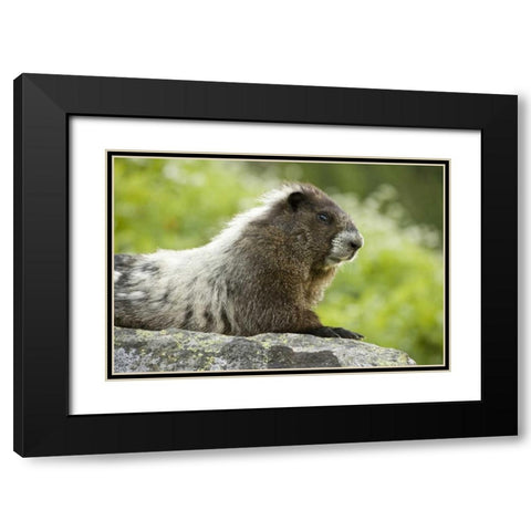 WA, North Cascades NP, Marmot sitting on rock Black Modern Wood Framed Art Print with Double Matting by Paulson, Don