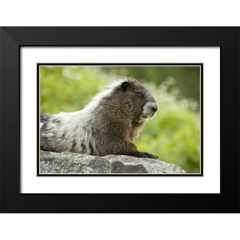 WA, North Cascades NP, Marmot sitting on rock Black Modern Wood Framed Art Print with Double Matting by Paulson, Don
