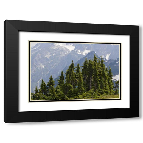 WA, North Cascades NP Mountain hemlock trees Black Modern Wood Framed Art Print with Double Matting by Paulson, Don