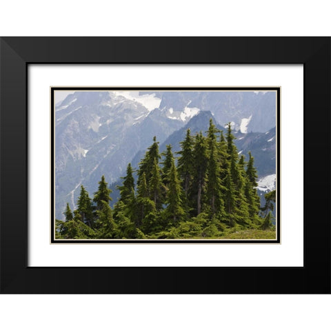 WA, North Cascades NP Mountain hemlock trees Black Modern Wood Framed Art Print with Double Matting by Paulson, Don
