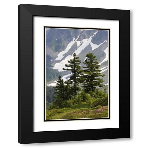 WA, North Cascades NP Mountain hemlock trees Black Modern Wood Framed Art Print with Double Matting by Paulson, Don