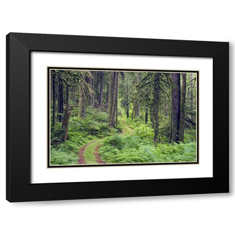 WA, Rockport SP, Rockport Road through trees, Black Modern Wood Framed Art Print with Double Matting by Paulson, Don
