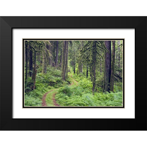 WA, Rockport SP, Rockport Road through trees, Black Modern Wood Framed Art Print with Double Matting by Paulson, Don