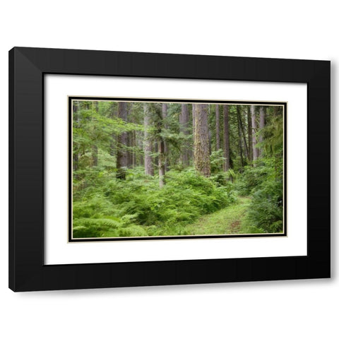 WA, Rockport SP, Rockport Road through trees, Black Modern Wood Framed Art Print with Double Matting by Paulson, Don