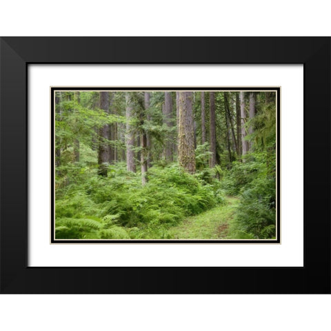 WA, Rockport SP, Rockport Road through trees, Black Modern Wood Framed Art Print with Double Matting by Paulson, Don
