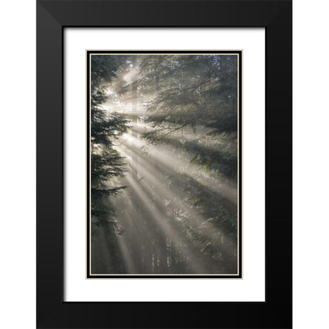 WA, Seabeck God rays illumine tree branches Black Modern Wood Framed Art Print with Double Matting by Paulson, Don