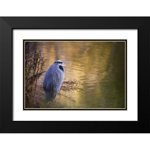 WA, Seabeck Great blue heron at edge of pond Black Modern Wood Framed Art Print with Double Matting by Paulson, Don