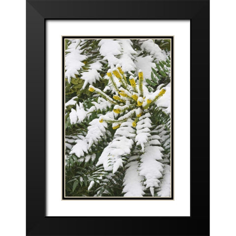 WA, snowy Oregon grape shrub with yellow flowers Black Modern Wood Framed Art Print with Double Matting by Paulson, Don