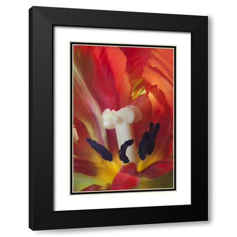 USA, Washington, Seabeck Detail of parrot tulip Black Modern Wood Framed Art Print with Double Matting by Paulson, Don