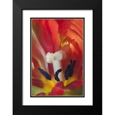 USA, Washington, Seabeck Detail of parrot tulip Black Modern Wood Framed Art Print with Double Matting by Paulson, Don