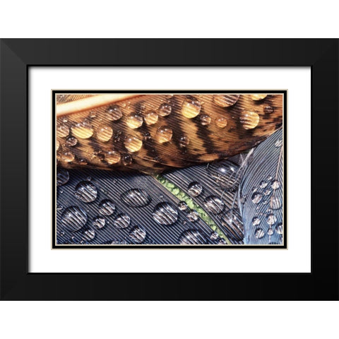 WA, Bellingham Close up of feather with dew Black Modern Wood Framed Art Print with Double Matting by Satushek, Steve