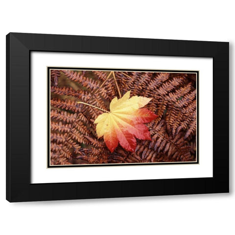 Washington State, Skagit County, Fall Foliage Black Modern Wood Framed Art Print with Double Matting by Satushek, Steve