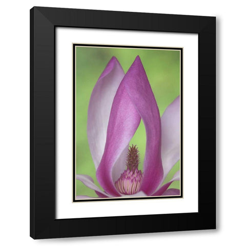 USA, Washington Close-up of magnolia blossom Black Modern Wood Framed Art Print with Double Matting by Paulson, Don
