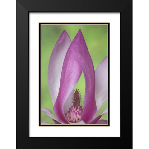 USA, Washington Close-up of magnolia blossom Black Modern Wood Framed Art Print with Double Matting by Paulson, Don