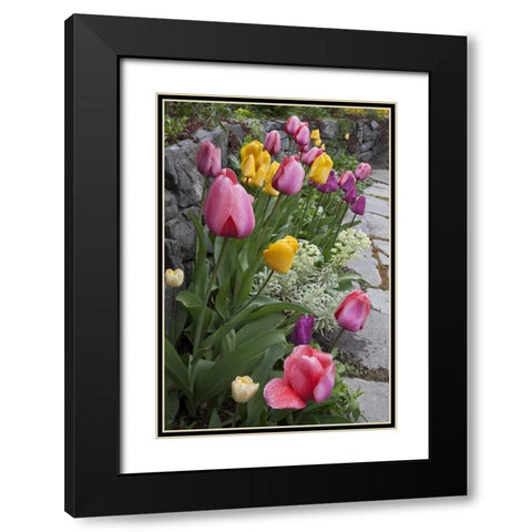 USA, Washington, Seabeck Tulips line garden wall Black Modern Wood Framed Art Print with Double Matting by Paulson, Don