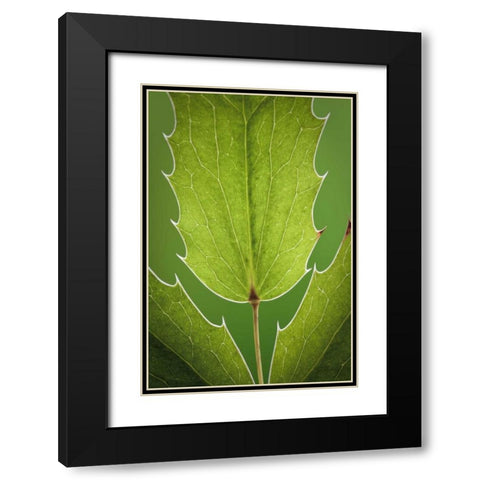 Washington, Seabeck Oregon grape plant Black Modern Wood Framed Art Print with Double Matting by Paulson, Don