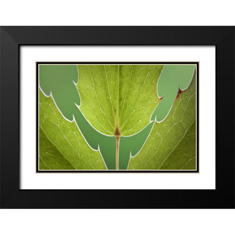 Washington, Seabeck Oregon grape plant Black Modern Wood Framed Art Print with Double Matting by Paulson, Don