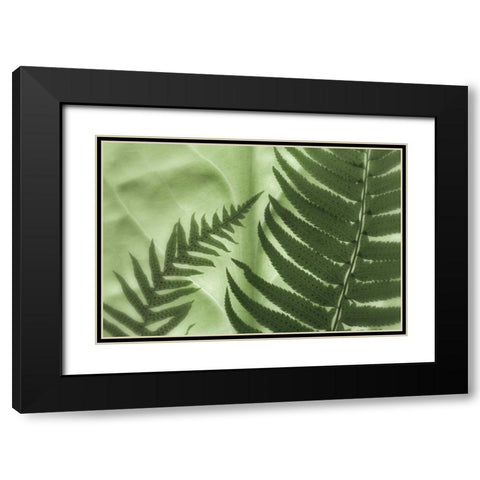 WA, Seabeck Frens on backlit skunk cabbage leaf Black Modern Wood Framed Art Print with Double Matting by Paulson, Don