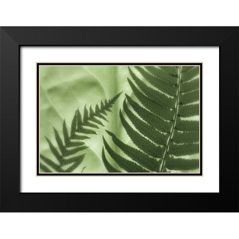 WA, Seabeck Frens on backlit skunk cabbage leaf Black Modern Wood Framed Art Print with Double Matting by Paulson, Don