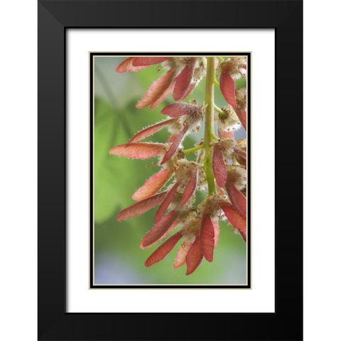 Washington, Seabeck Close-up of maple tree seeds Black Modern Wood Framed Art Print with Double Matting by Paulson, Don