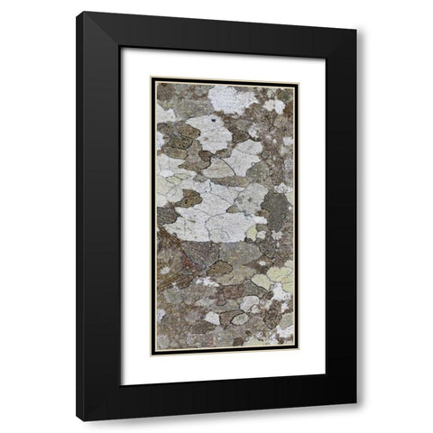 Washington, Seabeck Tree bark with lichen growth Black Modern Wood Framed Art Print with Double Matting by Paulson, Don