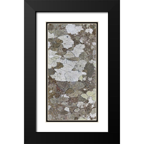 Washington, Seabeck Tree bark with lichen growth Black Modern Wood Framed Art Print with Double Matting by Paulson, Don