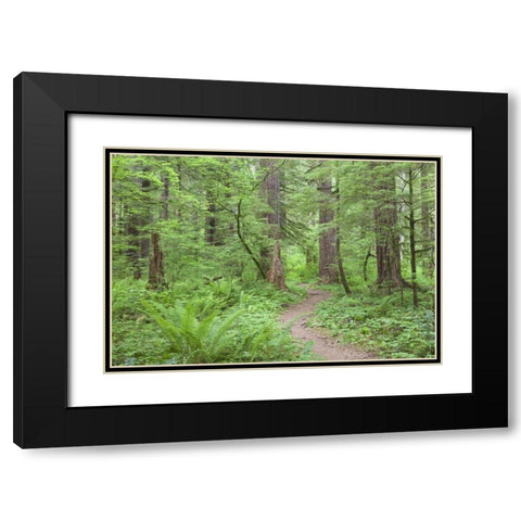 Washington, Olympic NF Trail through the forest Black Modern Wood Framed Art Print with Double Matting by Paulson, Don