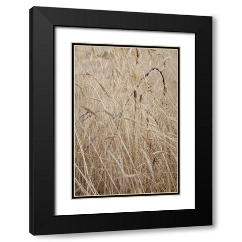 Washington, Silverdale Barbed wire in a field Black Modern Wood Framed Art Print with Double Matting by Paulson, Don