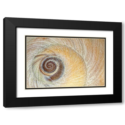 Washington, Seabeck Close-up of moon snail shell Black Modern Wood Framed Art Print with Double Matting by Paulson, Don