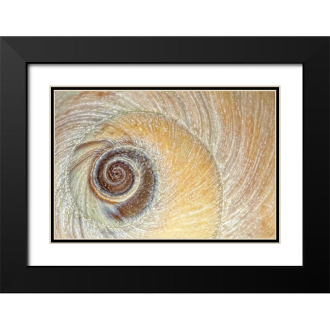 Washington, Seabeck Close-up of moon snail shell Black Modern Wood Framed Art Print with Double Matting by Paulson, Don