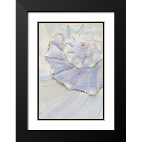 USA, Washington Close-up of pastel seashell Black Modern Wood Framed Art Print with Double Matting by Paulson, Don