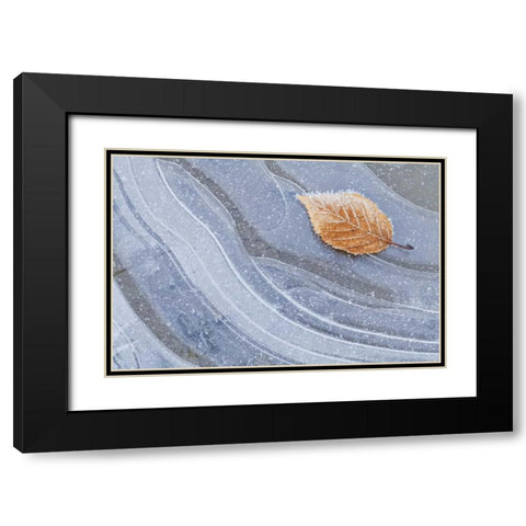 WA, Seabeck Autumn leaf on ice with frost Black Modern Wood Framed Art Print with Double Matting by Paulson, Don