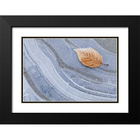 WA, Seabeck Autumn leaf on ice with frost Black Modern Wood Framed Art Print with Double Matting by Paulson, Don