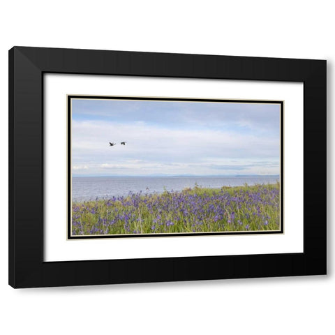 WA, San Juans Camas flowers on Patos Island Black Modern Wood Framed Art Print with Double Matting by Paulson, Don
