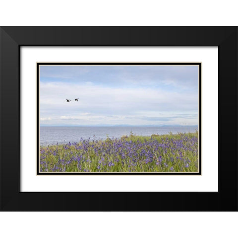 WA, San Juans Camas flowers on Patos Island Black Modern Wood Framed Art Print with Double Matting by Paulson, Don