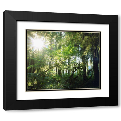 WA, Olympic NP Moss growing from trees Black Modern Wood Framed Art Print with Double Matting by Talbot Frank, Christopher