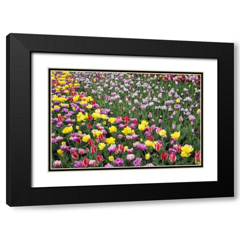 USA, Washington Field of blooming tulips Black Modern Wood Framed Art Print with Double Matting by Shimlock, Jones