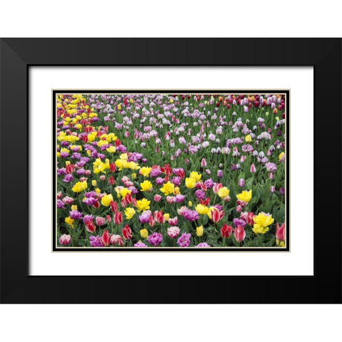 USA, Washington Field of blooming tulips Black Modern Wood Framed Art Print with Double Matting by Shimlock, Jones