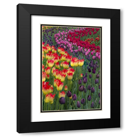 USA, Washington Blooming tulips Black Modern Wood Framed Art Print with Double Matting by Shimlock, Jones
