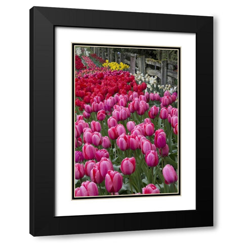 Washington Blooming tulips next to wooden fence Black Modern Wood Framed Art Print with Double Matting by Shimlock, Jones