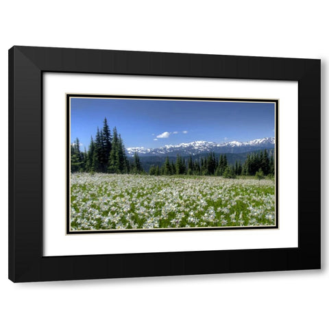 WA, Olympia NP High-altitude lilies in bloom Black Modern Wood Framed Art Print with Double Matting by Shimlock, Jones