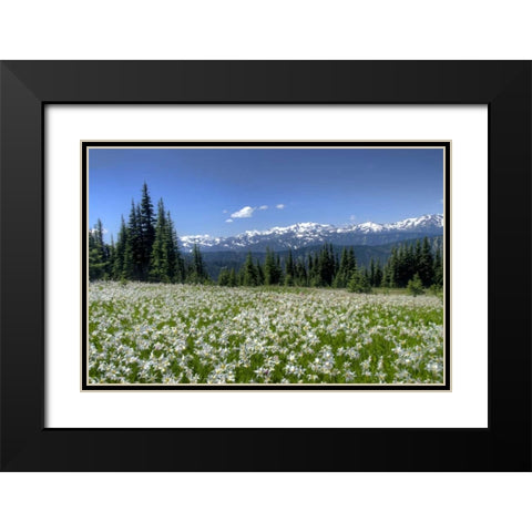 WA, Olympia NP High-altitude lilies in bloom Black Modern Wood Framed Art Print with Double Matting by Shimlock, Jones